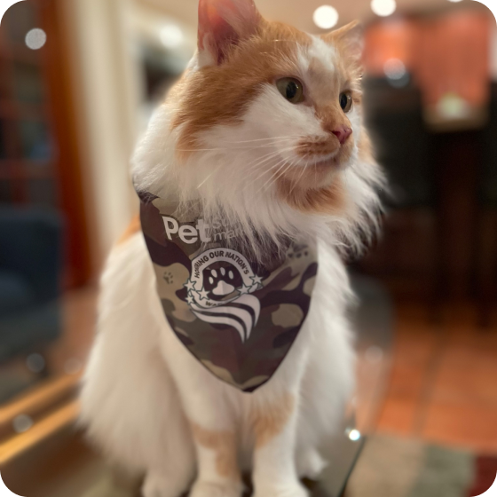 A fluffy cat wearing a Pet Supermarket Lend A Paw bandana, sitting indoors.